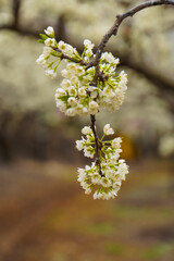 photos of flowering plum tree and plum flowers