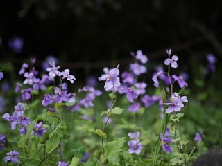 Fototapeta na wymiar Vibrant array of purple Orychophragmus violaceus flowers with lush green foliage