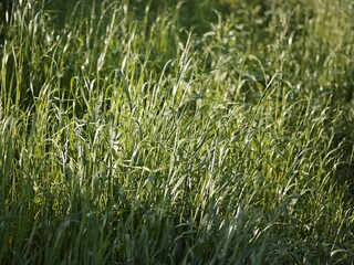 Landscape featuring an open field of tall, golden-hued grass illuminated by the sunlight