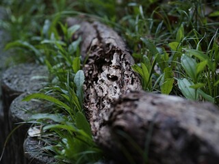 Wooden log on a grassy meadow of a lush green forest