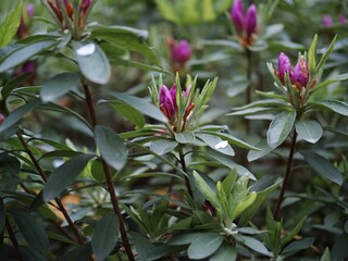 Obraz na płótnie Canvas Closeup of beautiful Rhododendron ponticum flowers in a garden
