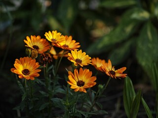 Closeup of beautiful orange Dimorphotheca sinuata flowers in a garden