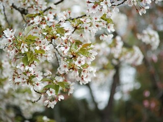 Cluster of white flowers blooms amongst the lush green branches of a tree