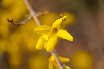 A branch of yellow flowers(Forsythia koreana)