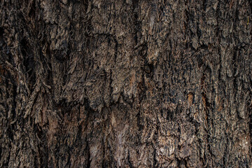 texture of the bark