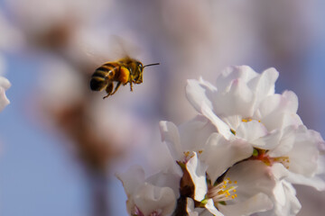 Honeybee in flight near delicate white blossoms, likely cherry or plum blossoms, against a softly blurred background. Pollination in spring.