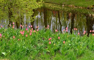 River and tulips