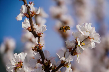 Honeybee in flight near delicate white blossoms, likely cherry or plum blossoms, against a softly blurred background. Pollination in spring.
