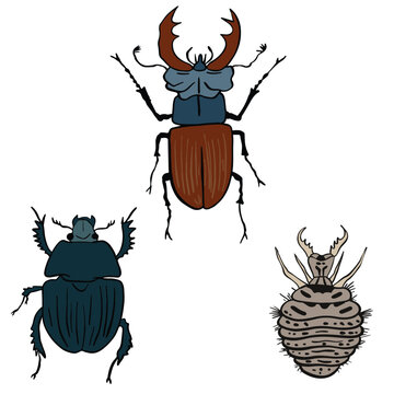 Sets of bettles ,good for graphic design resources.