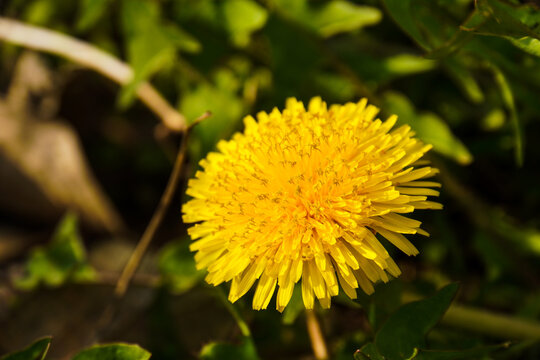 Beautiful flowers of yellow dandelions in nature in warm summer or spring on meadow in sunlight, macro. Dreamy artistic image of beauty of nature. Soft focus.