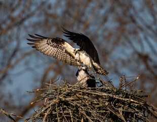 Pair of osprey birds taking off from a nest in a tree