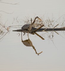 A majestic gray heron is perched on driftwood in a reflective lake