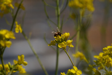 A beautiful bee collecting honey from the mustard flower close up shot
