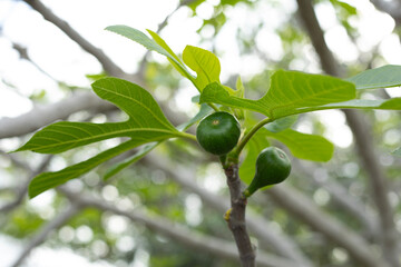figs on tree