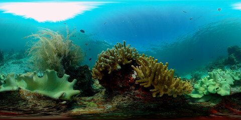 Naklejka na ściany i meble Tropical Fish Corals Marine Reef. Underwater Sea Tropical Life. Tropical underwater sea fishes. Underwater fish reef marine. Tropical colorful underwater seascape. Philippines. 360 panorama VR