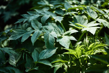 large green leaves in a dark forest up close illuminated by a sunbeam summer natural background