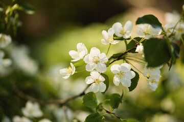 beautiful floral spring abstract background of nature.