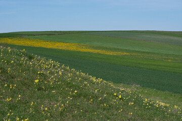 Wiosenny krajobraz kwitnących pól i łąk