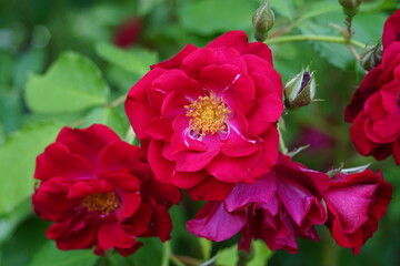Beautiful roses blooming in May.