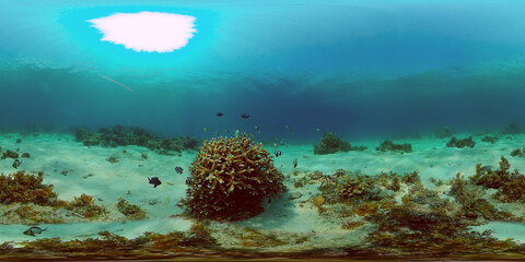 Tropical coral reef. Underwater fishes and corals. Underwater fish reef marine. Philippines. Virtual Reality 360.
