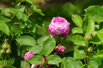 Beautiful roses blooming in May.