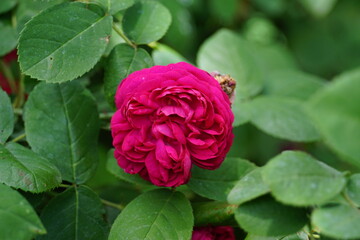Beautiful roses blooming in May.
