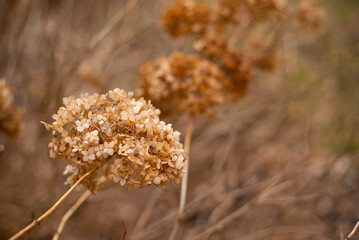 Abstract floral background of dried hydrangea. Early Spring.