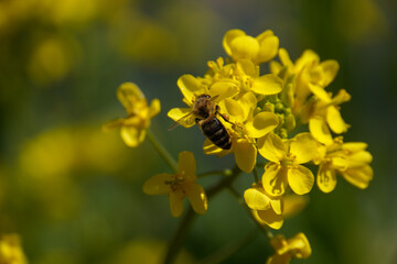 A Bee collect honey from mustrad flowers. Flying honey bee collecting pollen at yellow flower. Bee flying over the yellow flower in blur background.