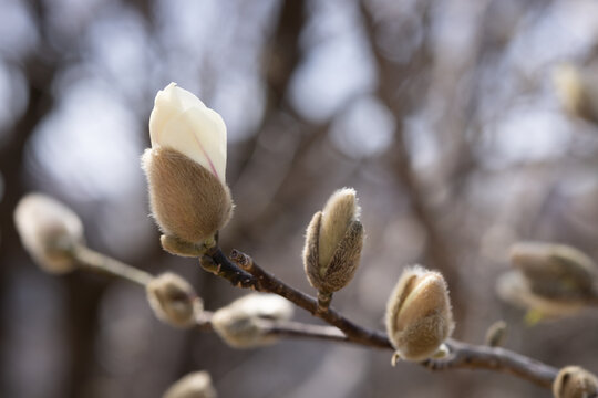The Pussy willow is a spring plant