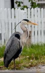 Great Blue Heron