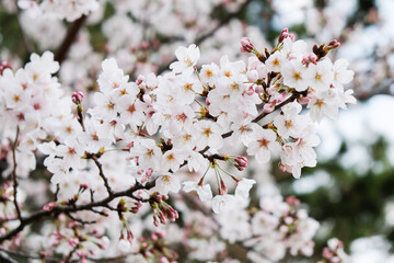 Branch of Cherry blossom flower
