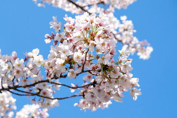Branch of Cherry blossom flower with blue sky background