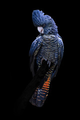 Red tailed black cockatoo isolated on black background in very high detail
