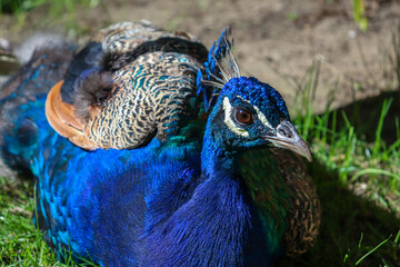 Closed up picture of blue majestic peacock in the nature resting