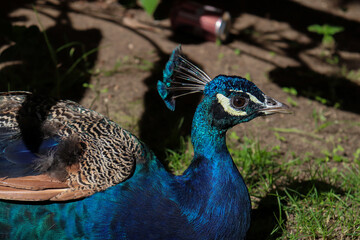 Closed up picture of blue majestic peacock in the nature resting