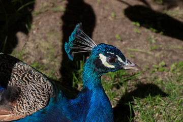 Obraz premium Closed up picture of blue majestic peacock in the nature resting