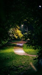 Obraz premium Scenic nighttime pathway winds through a mysterious forest park, illuminated by lights