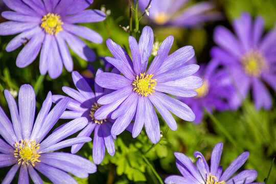 purple and white flowers