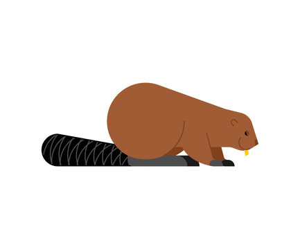 Beaver isolated. swamp rodent Vector illustration