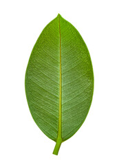 Fototapeta na wymiar The green leaf of the plant. Isolated. Close-up. View from above. Space for copying. 