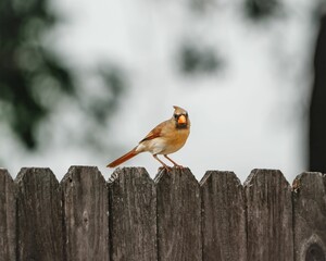 Female northern cardinal perched on a wooden fence.