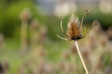 a plant that is sitting alone in a field with another plant in the background