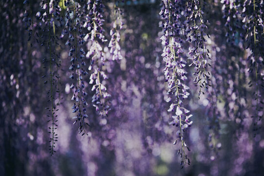 藤の花 Images – Browse 9,778 Stock Photos, Vectors, and Video
