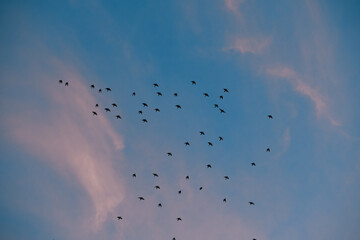 Colorful sunset sky with birds flying