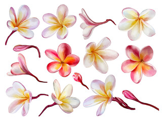 Plumeria blossoms in watercolor style isolated on white background. Hand-drawn watercolor floral illustration on transparent background can be used on a variety of surfaces, wallpaper, textiles 