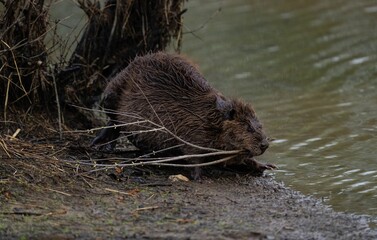 Closeup shot of a beaver in a clear body of water.