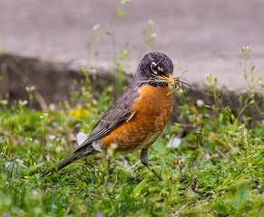 American robin bird perched on the grass.