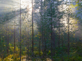 Mystical dawn in the forest.  Rays of the sun shine through the mist