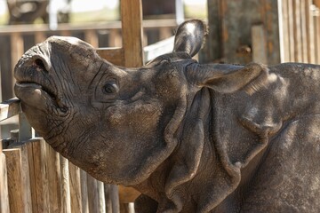 Majestic rhinoceros standing in a fenced enclosure at the zoo