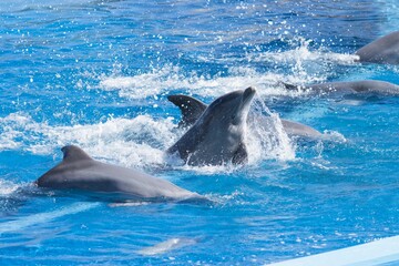 Dolphins swimming and performing tricks in a crystal clear blue pool of a Dolphinarium